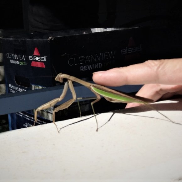 Meet your Posher, Posh - Picture 2 of 16